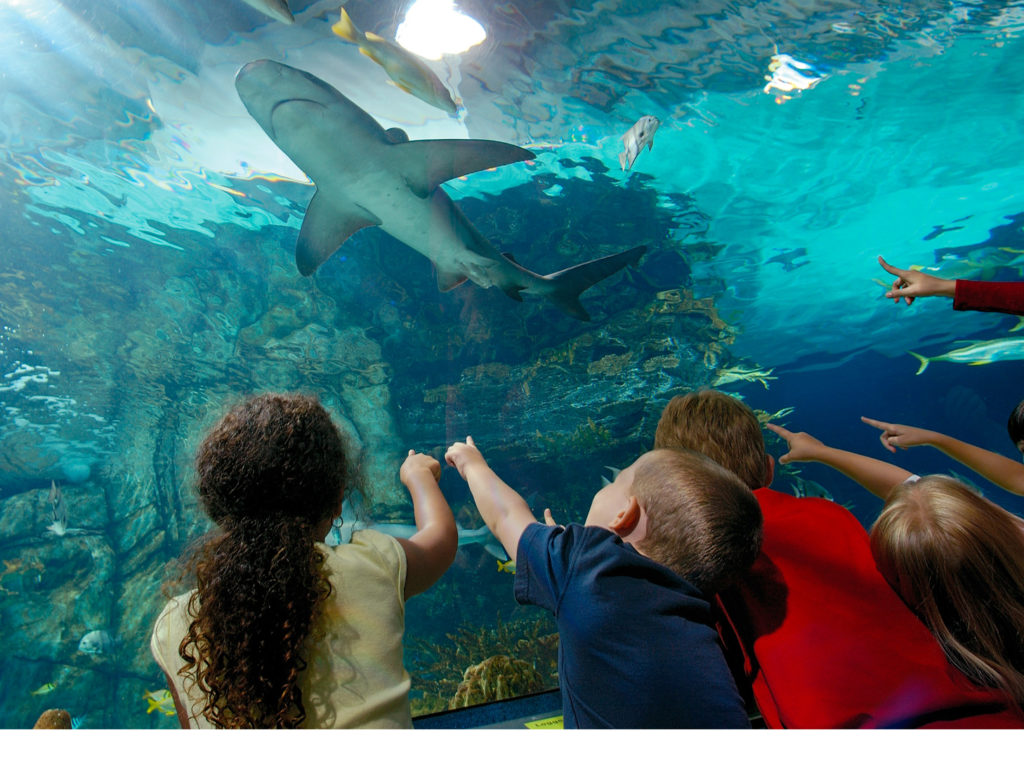 Newport Aquarium shark exhibit