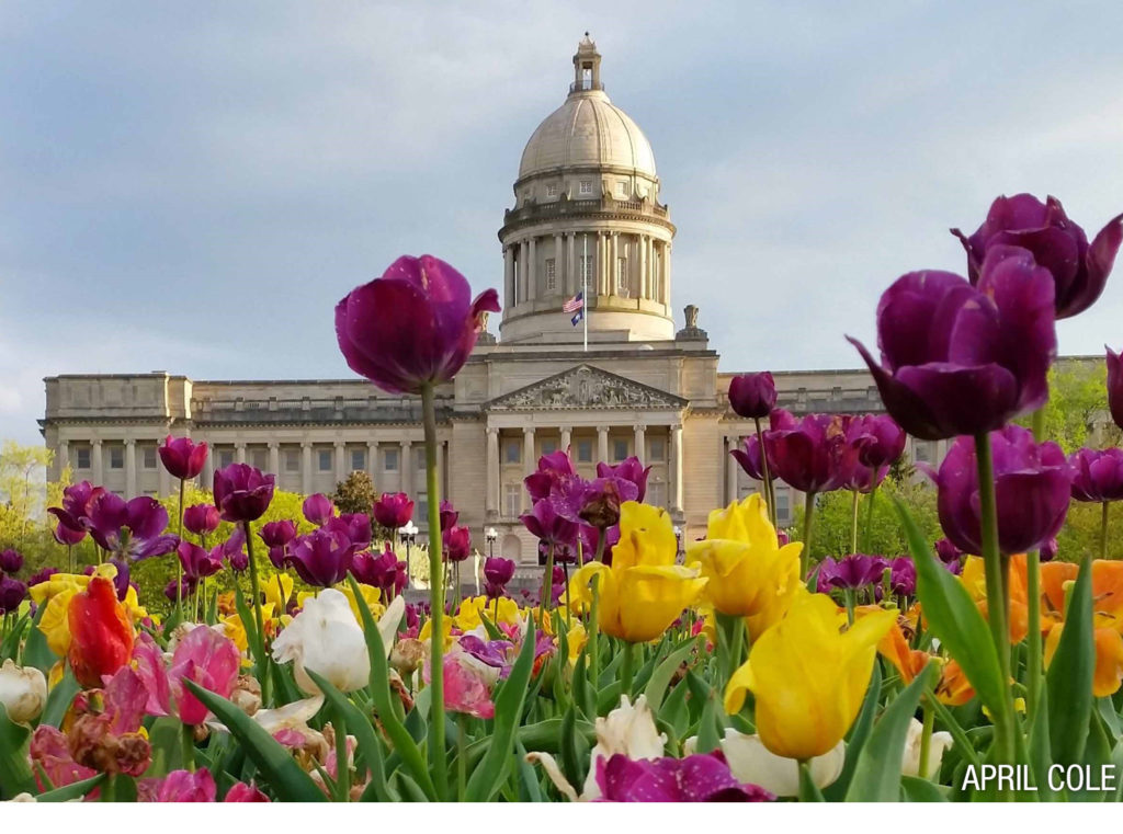 Photo of state capitol with tulips
